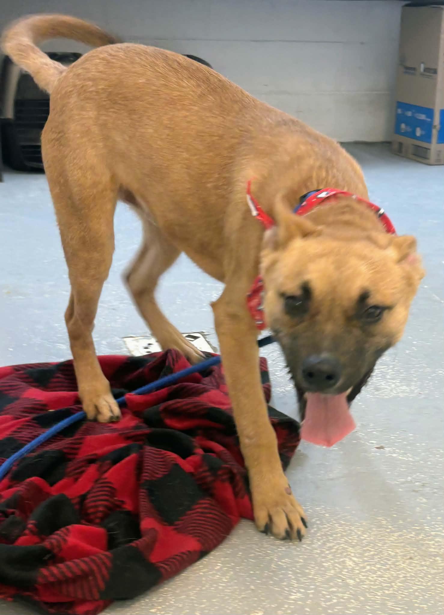 Enlarge Spud, a Adoptable mixed breed in Fayetteville, WV image 3/3