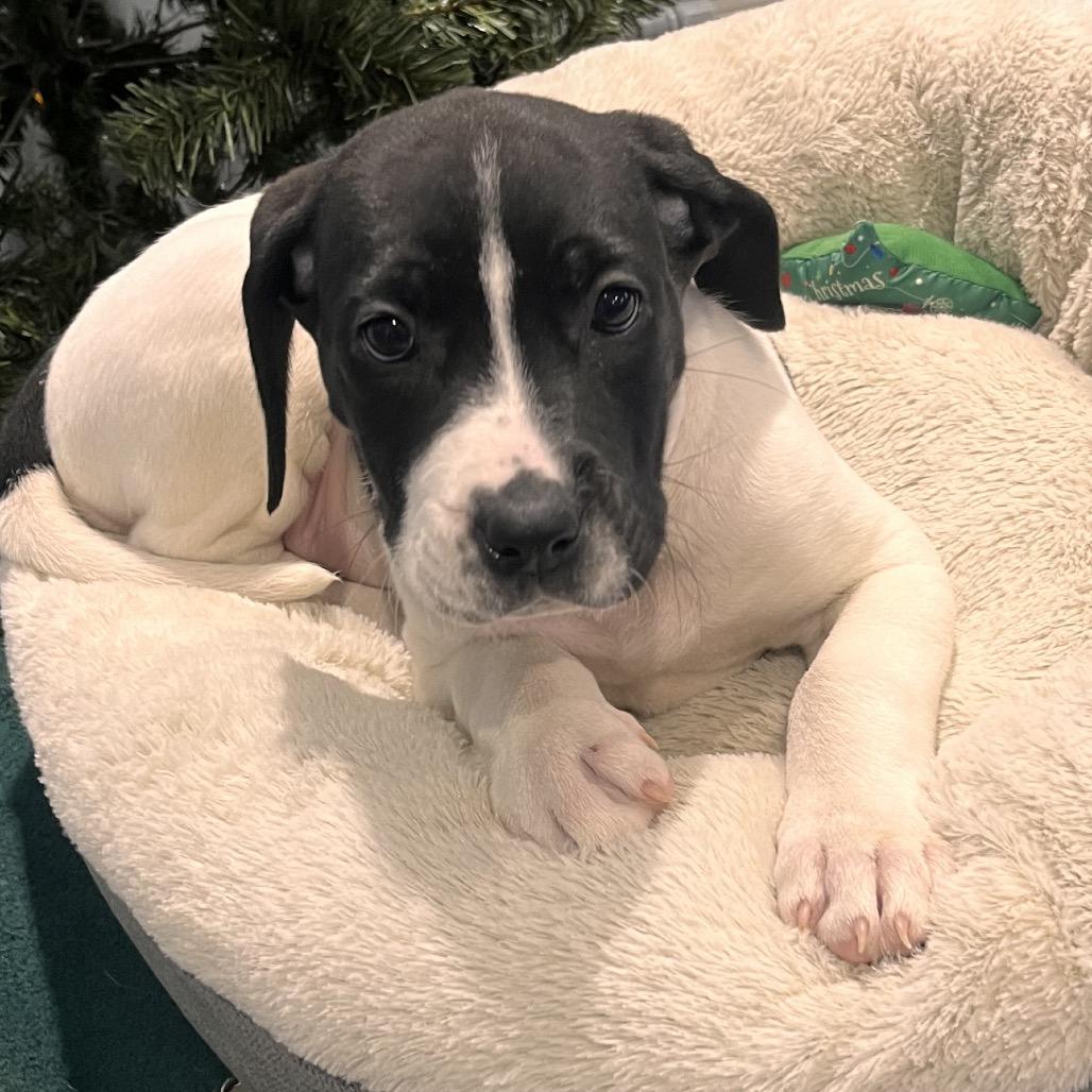 Daisy (Vulture), Adoptable, Puppy Female Pit Bull Terrier & Great Dane.