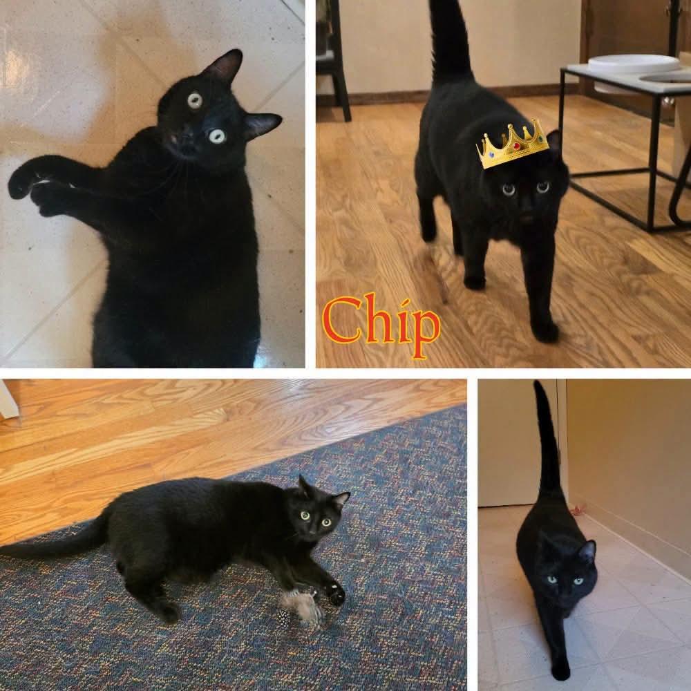Chip, Adoptable, Adult Male Domestic Short Hair.