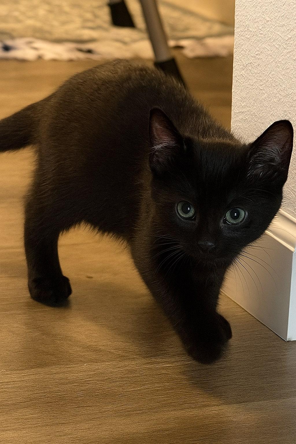 Enlarge Jelly Bean, a Adoptable Domestic Short Hair in Wautoma, WI image 2/2