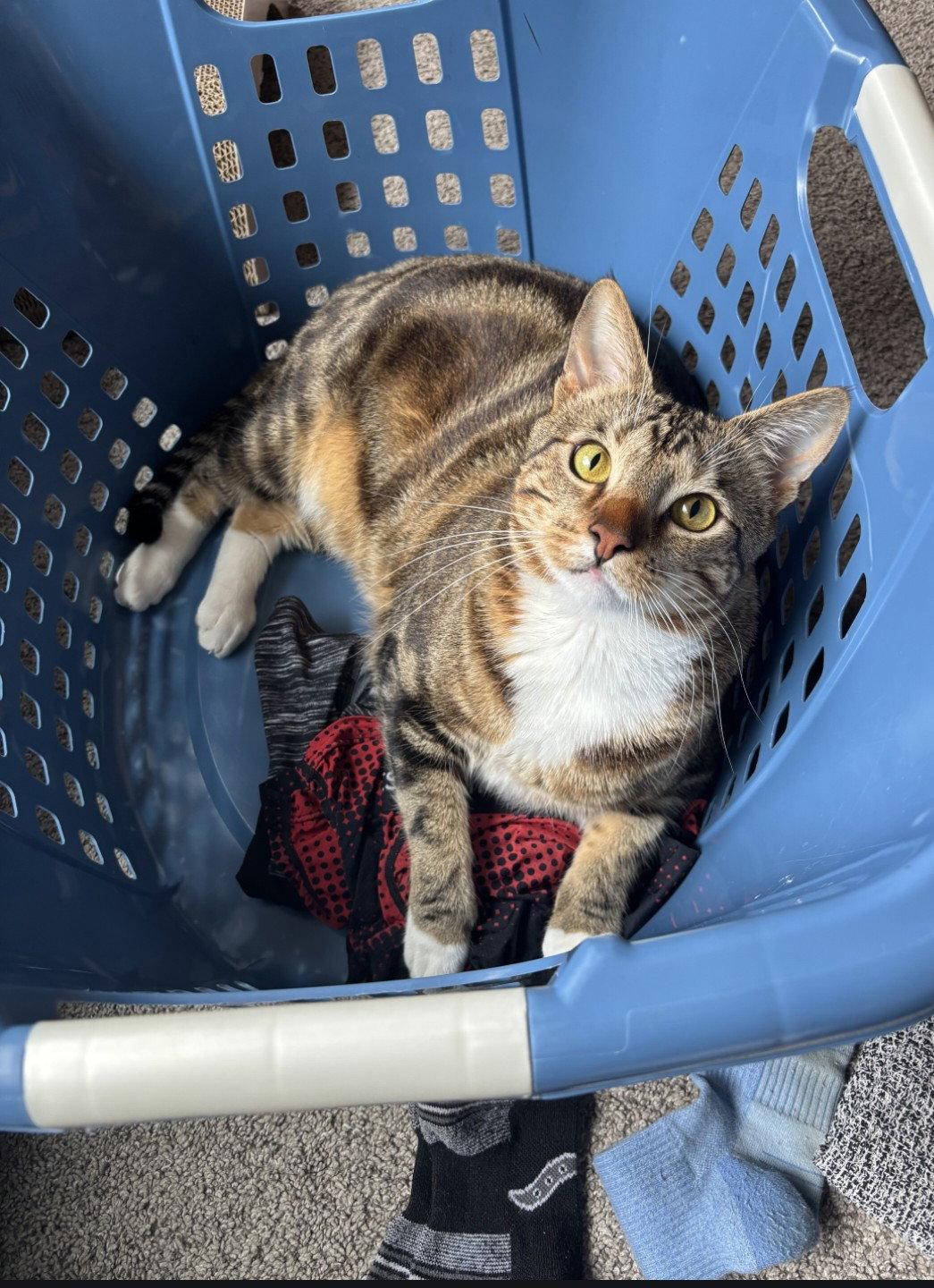 Enlarge Mack, a Adoptable Domestic Short Hair in Forest Lake, MN image 2/3