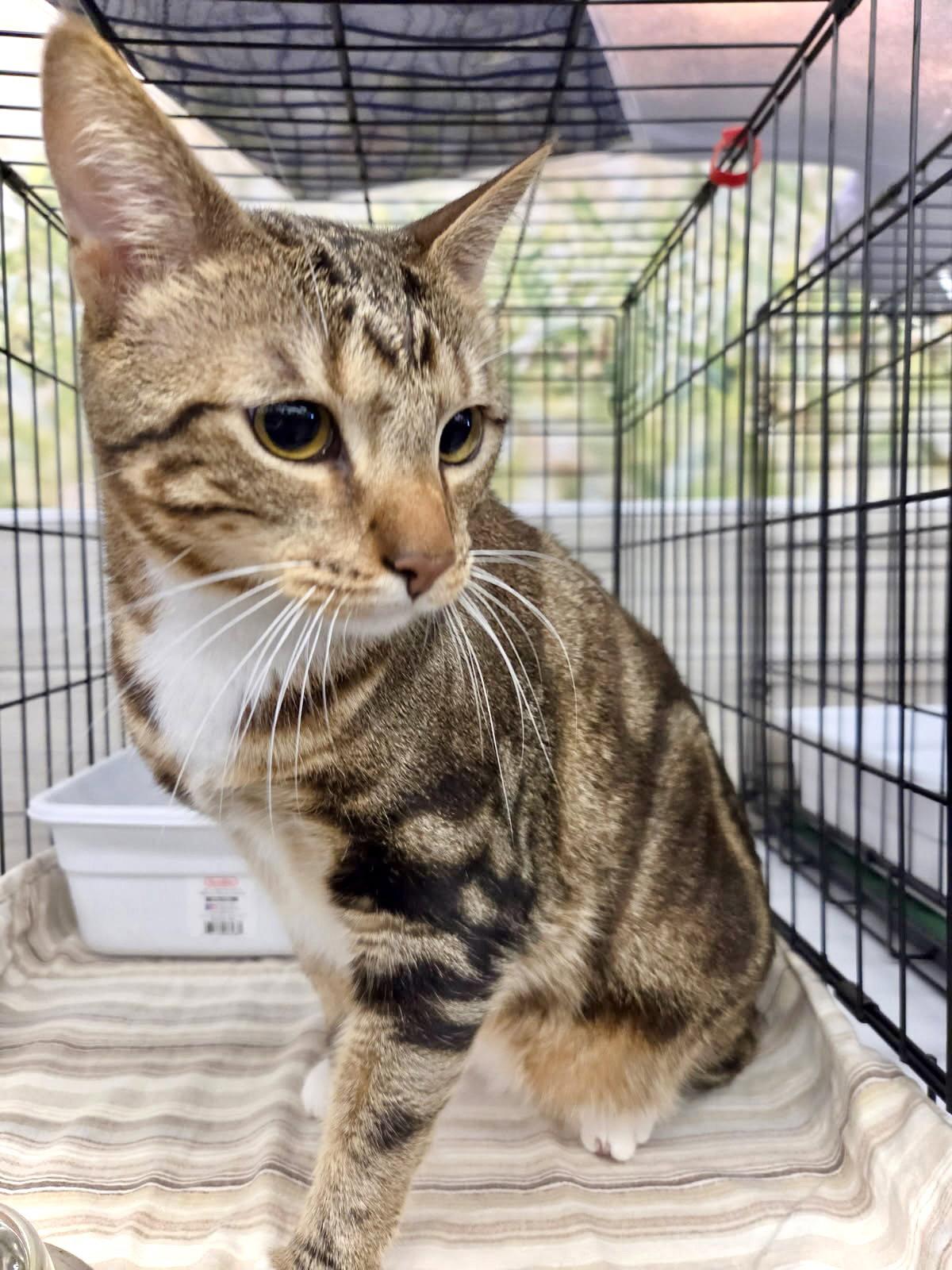 Enlarge Mack, a Adoptable Domestic Short Hair in Forest Lake, MN image 3/3
