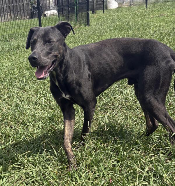 Wales, Adoptable, Adult Male Doberman Pinscher & Cane Corso.