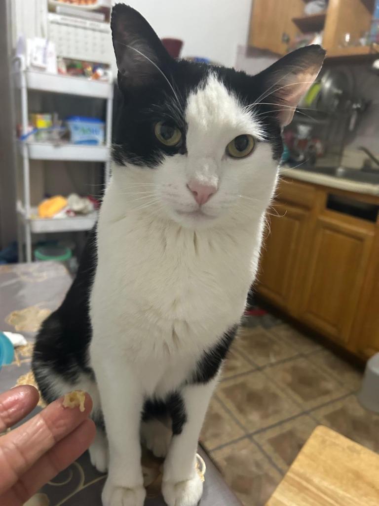 Silas, Adoptable, Adult Male Domestic Short Hair.