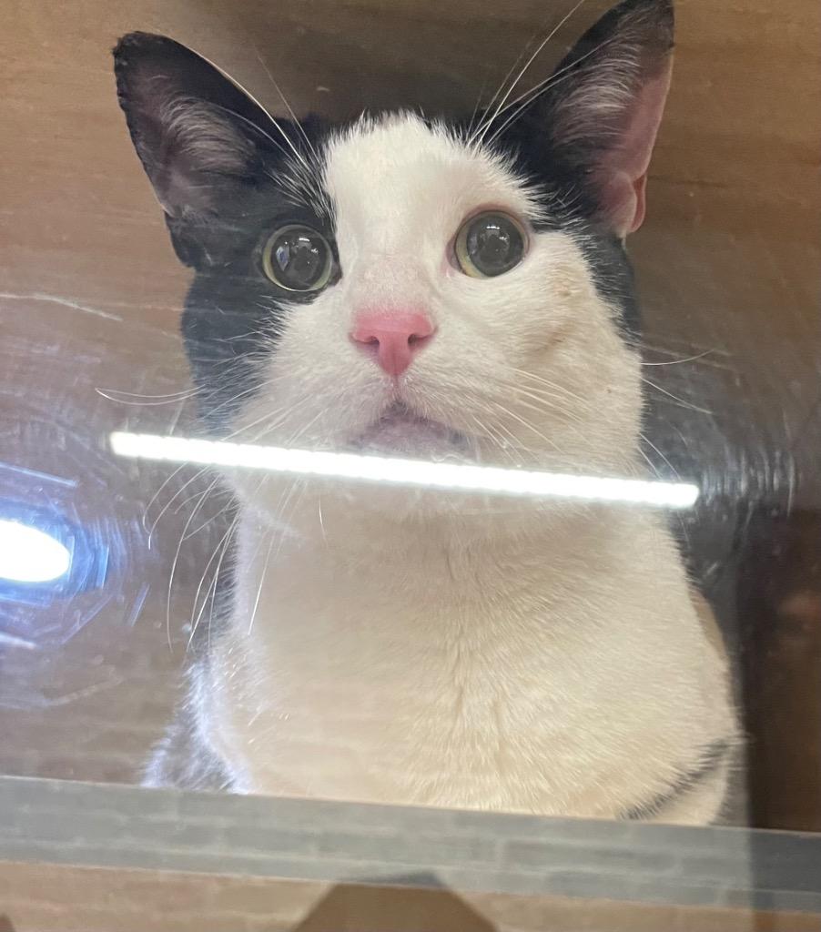 Enlarge Silas, a Adoptable mixed breed in New York, NY image 2/3