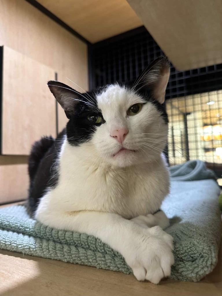 Silas, Adoptable, Adult Male Domestic Short Hair.