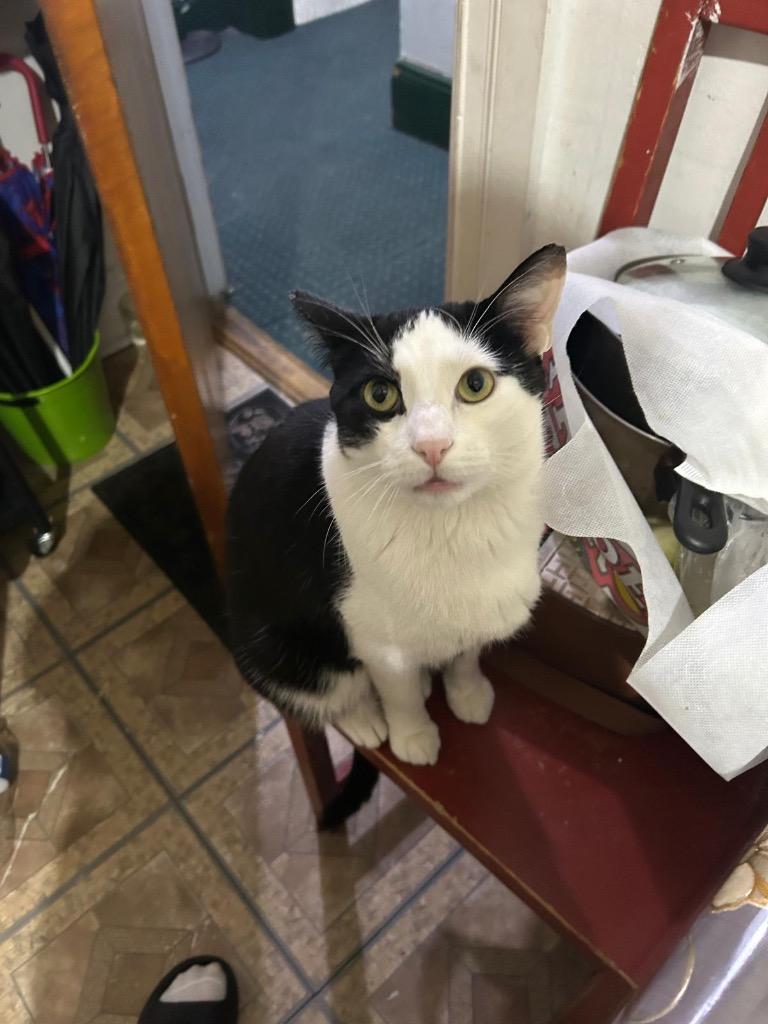 Silas, a Adoptable mixed breed in New York, NY image 3/6