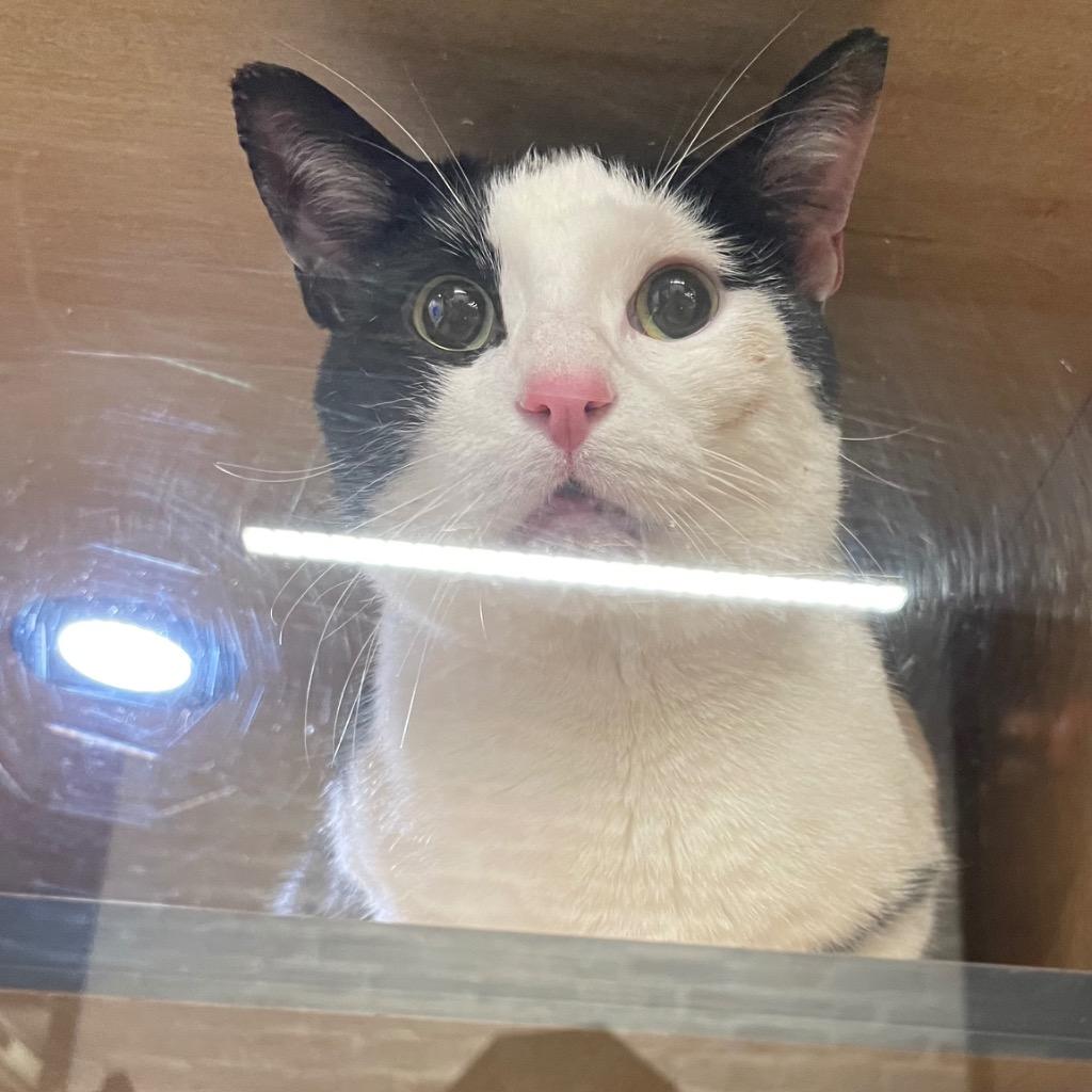 Enlarge Silas, a Adoptable mixed breed in New York, NY image 3/3