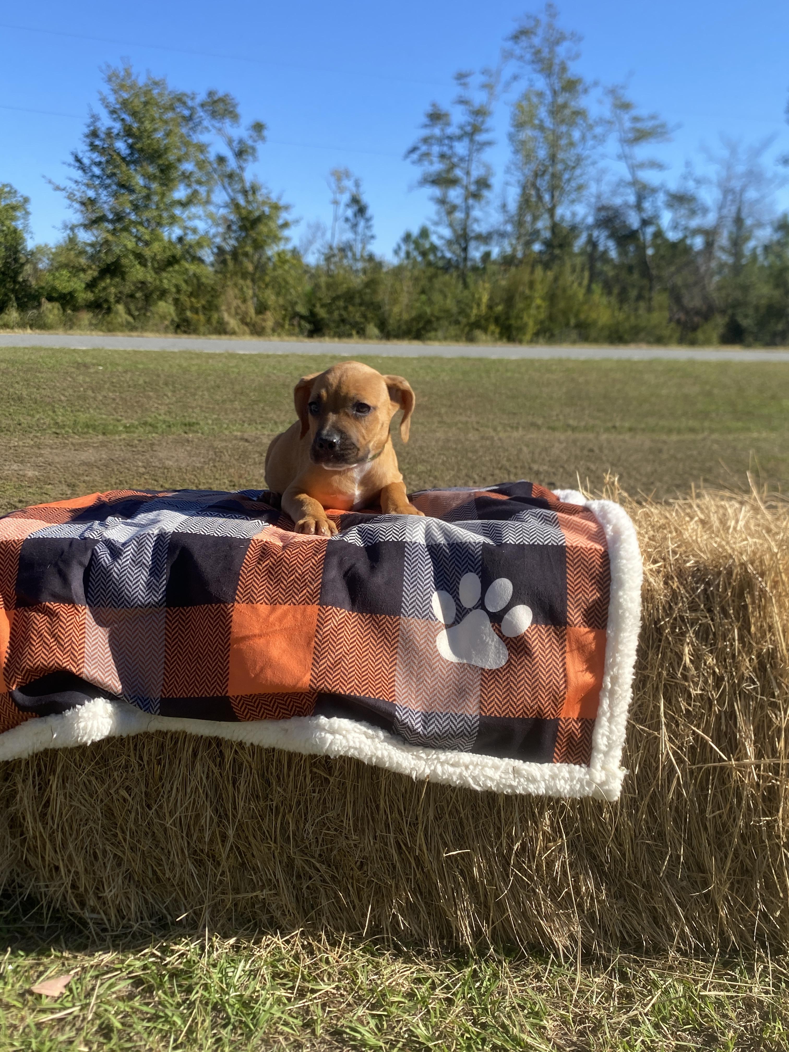 Enlarge Paisley, a Adopted mixed breed in Lakeland, GA image 1/1