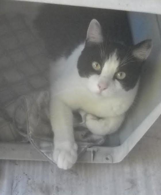 Garcia, a Adoptable Tuxedo in Oakhurst, CA image 2/2