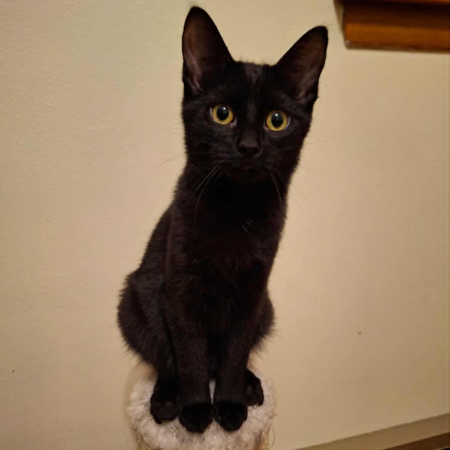 Daisy Jo, a Adoptable Domestic Short Hair in Watertown, WI image 2/3