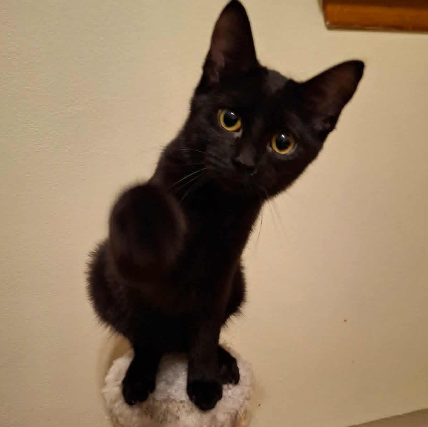 Daisy Jo, a Adoptable Domestic Short Hair in Watertown, WI image 3/3