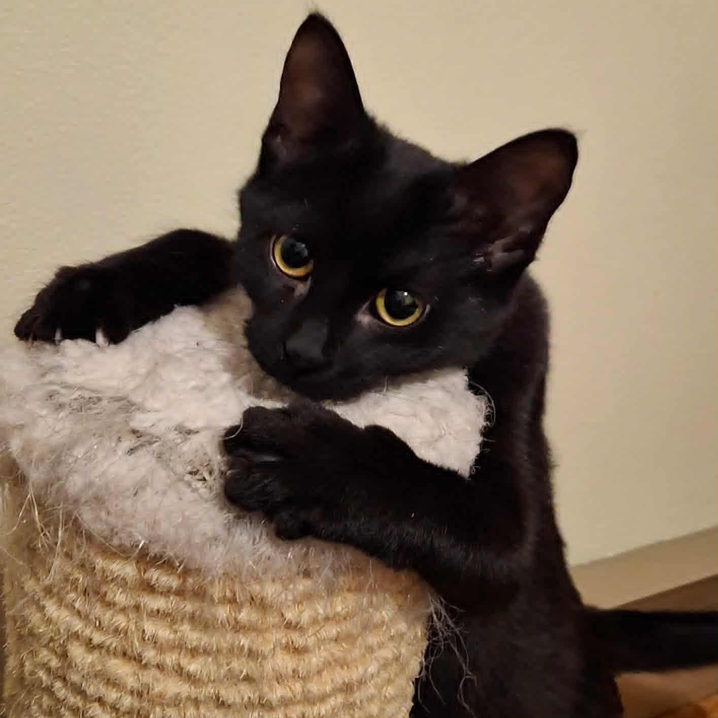 Daisy Jo, Adoptable, Kitten Female Domestic Short Hair.
