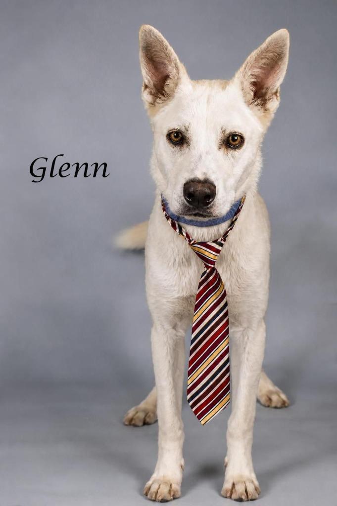 Glenn, Adoptable, Young Male Husky & Shepherd.