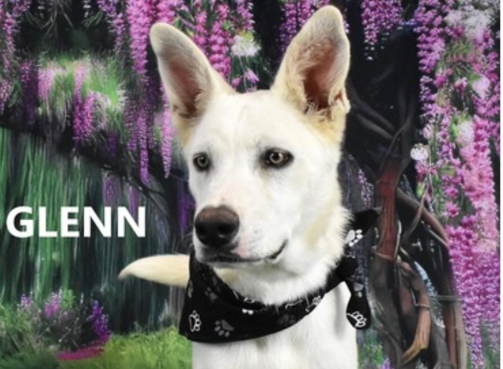 Glenn, a Adoptable mixed breed in Gilbert, AZ image 2/3