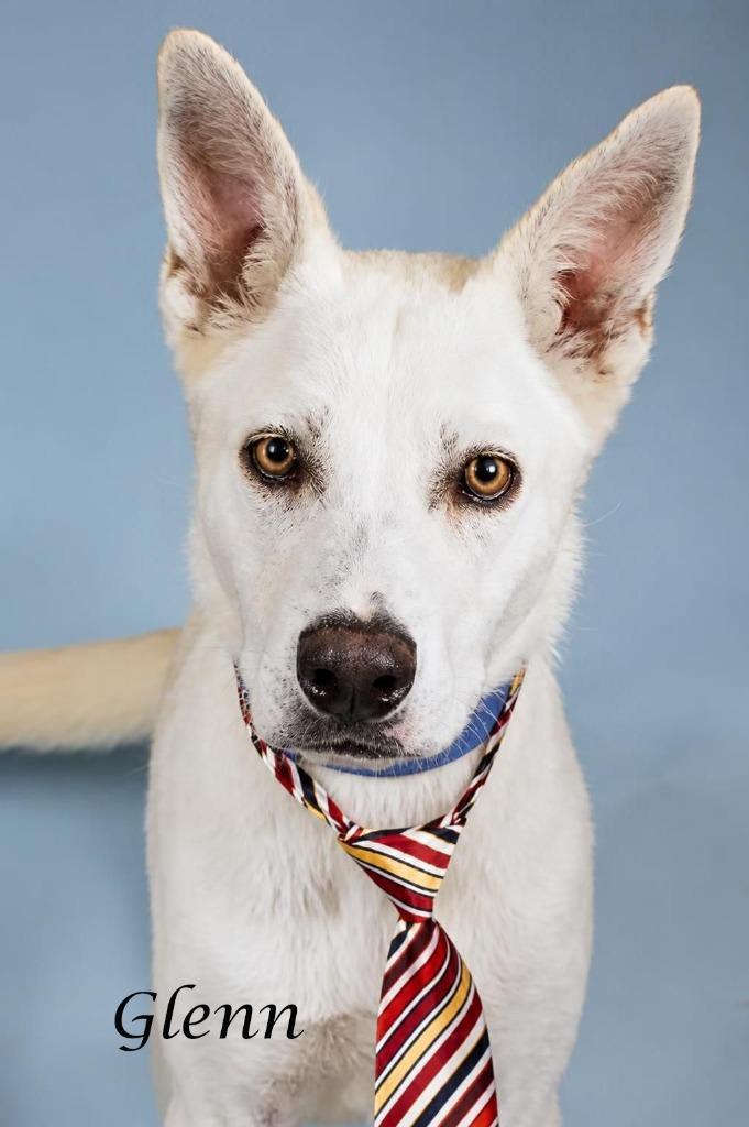 Glenn, a Adoptable mixed breed in Gilbert, AZ image 3/3