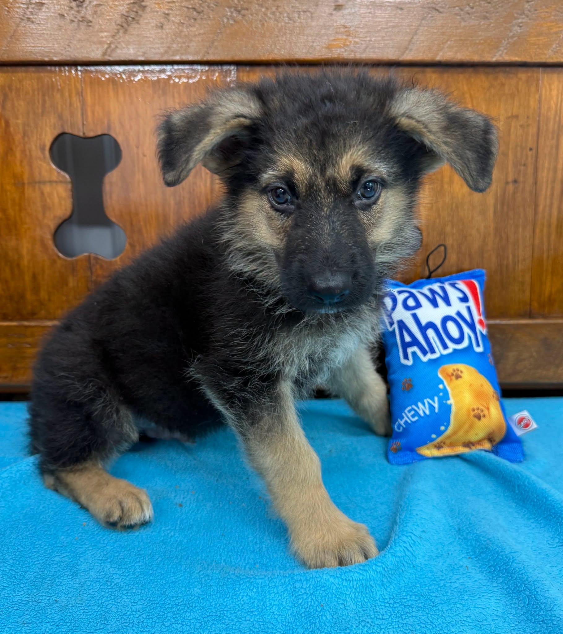 Roland, Adoptable, Puppy Male Shepherd.
