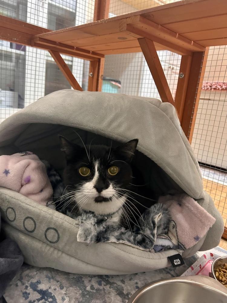 Enlarge Sweet Sophie, a Adoptable Domestic Short Hair in Telford, PA image 1/1