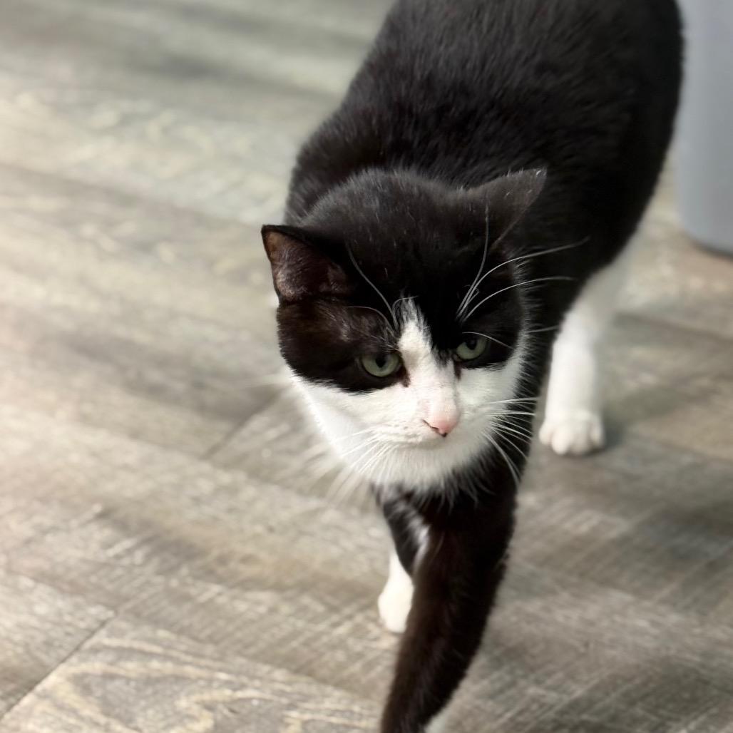 Oreo, Adoptable, Adult Male Domestic Short Hair.