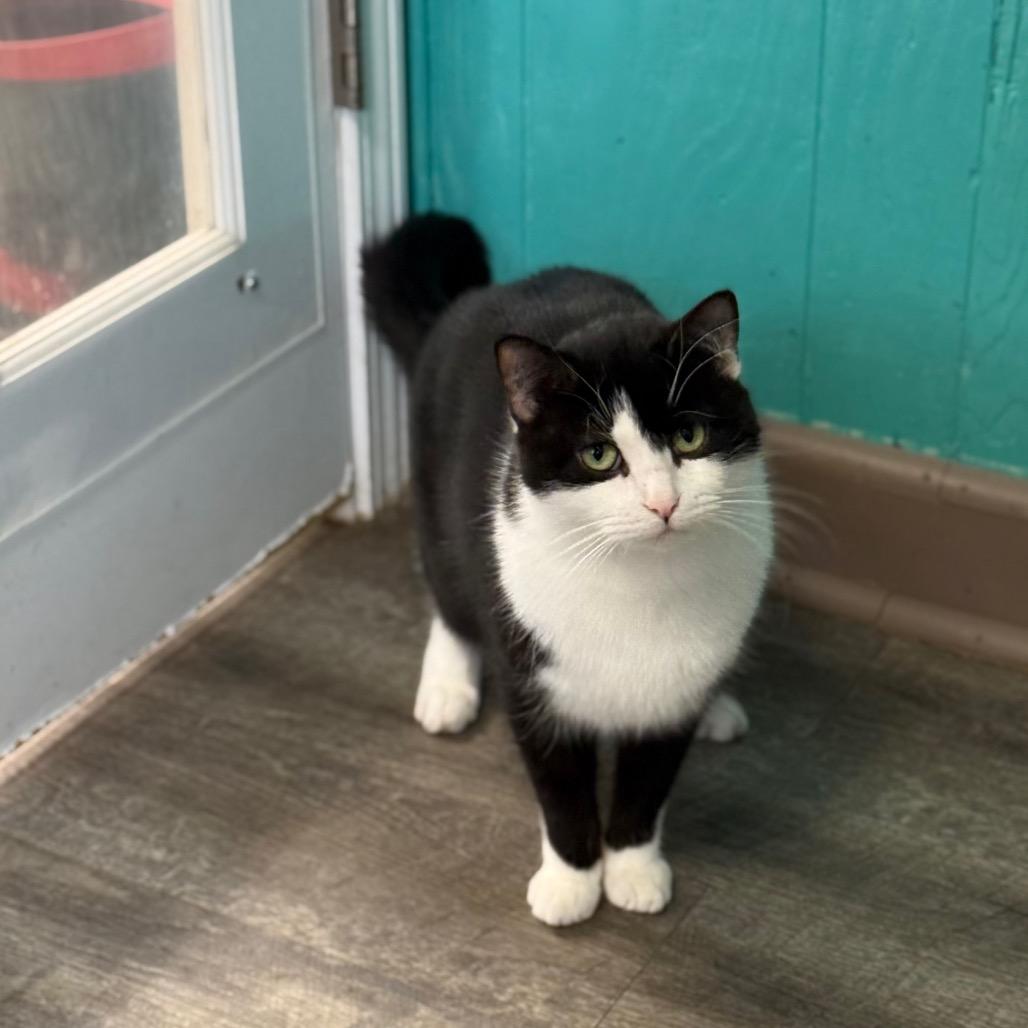 Oreo, a Adoptable Domestic Short Hair in Chariton, IA image 2/4