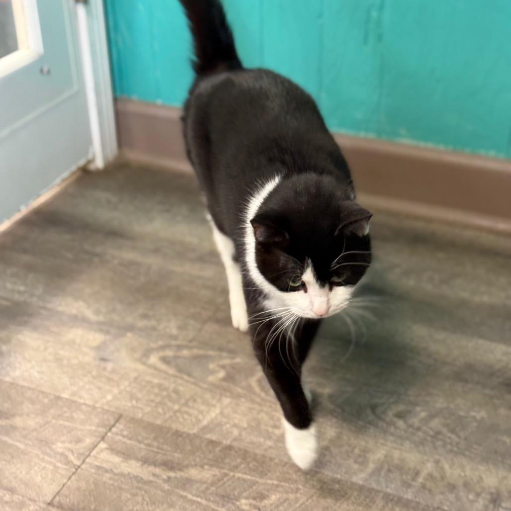 Oreo, a Adoptable Domestic Short Hair in Chariton, IA image 3/4