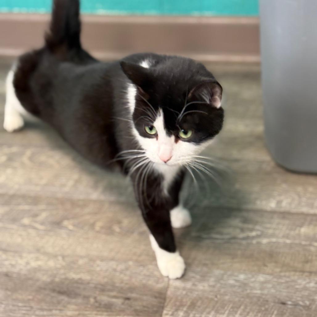 Oreo, a Adoptable Domestic Short Hair in Chariton, IA image 4/4