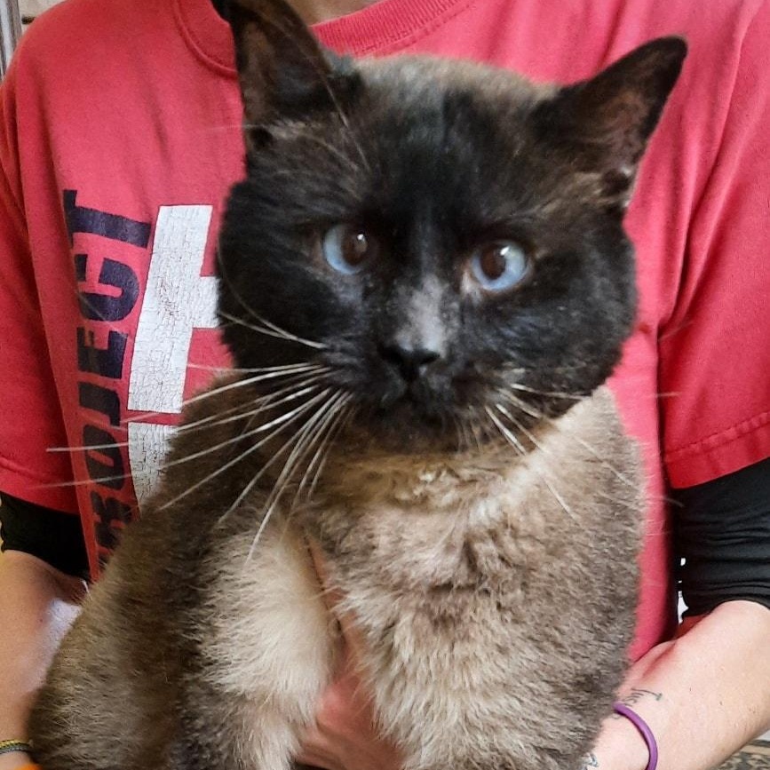 Prints, ADOPTABLE, Senior Male Siamese.