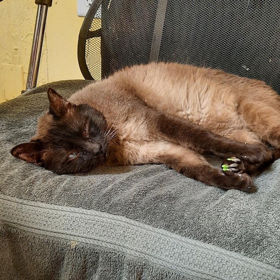 Enlarge Prints, a ADOPTABLE Siamese in Metropolis, IL image 2/2