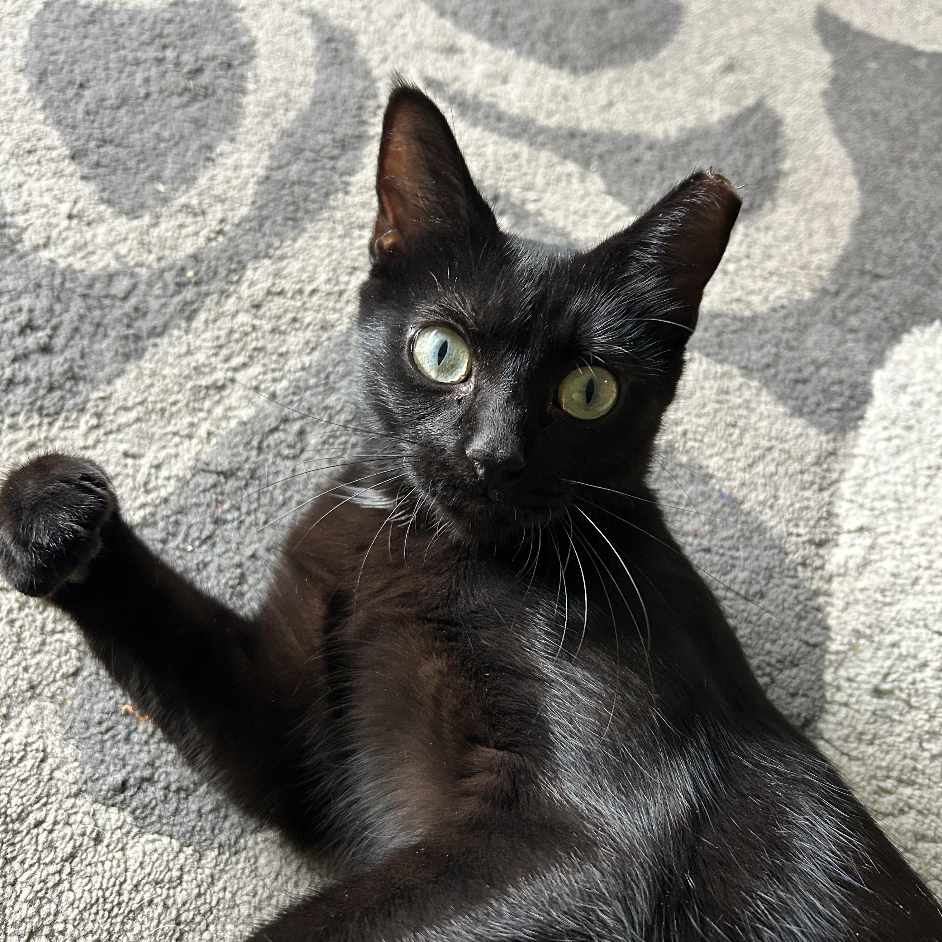 Artemis, a Adopted American Shorthair in Pittsburgh, PA image 4/6