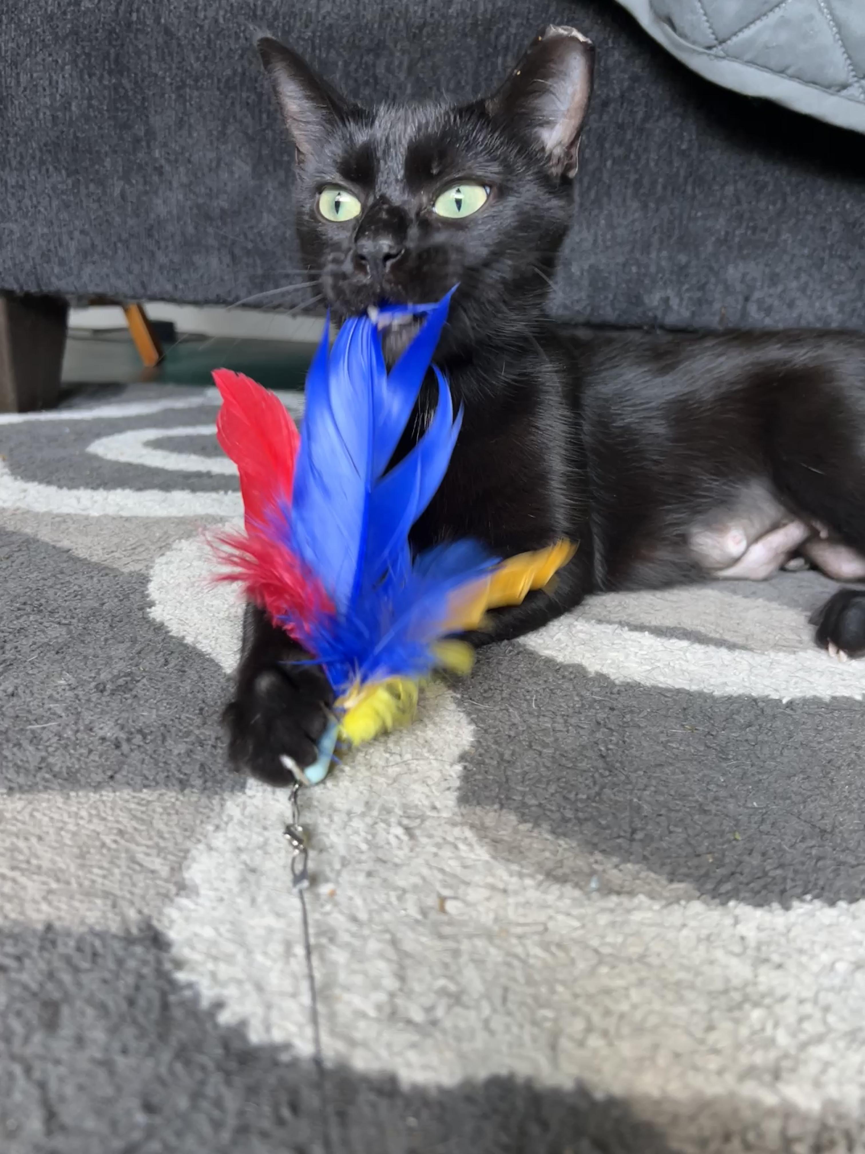 Artemis, a Adopted American Shorthair in Pittsburgh, PA image 2/6