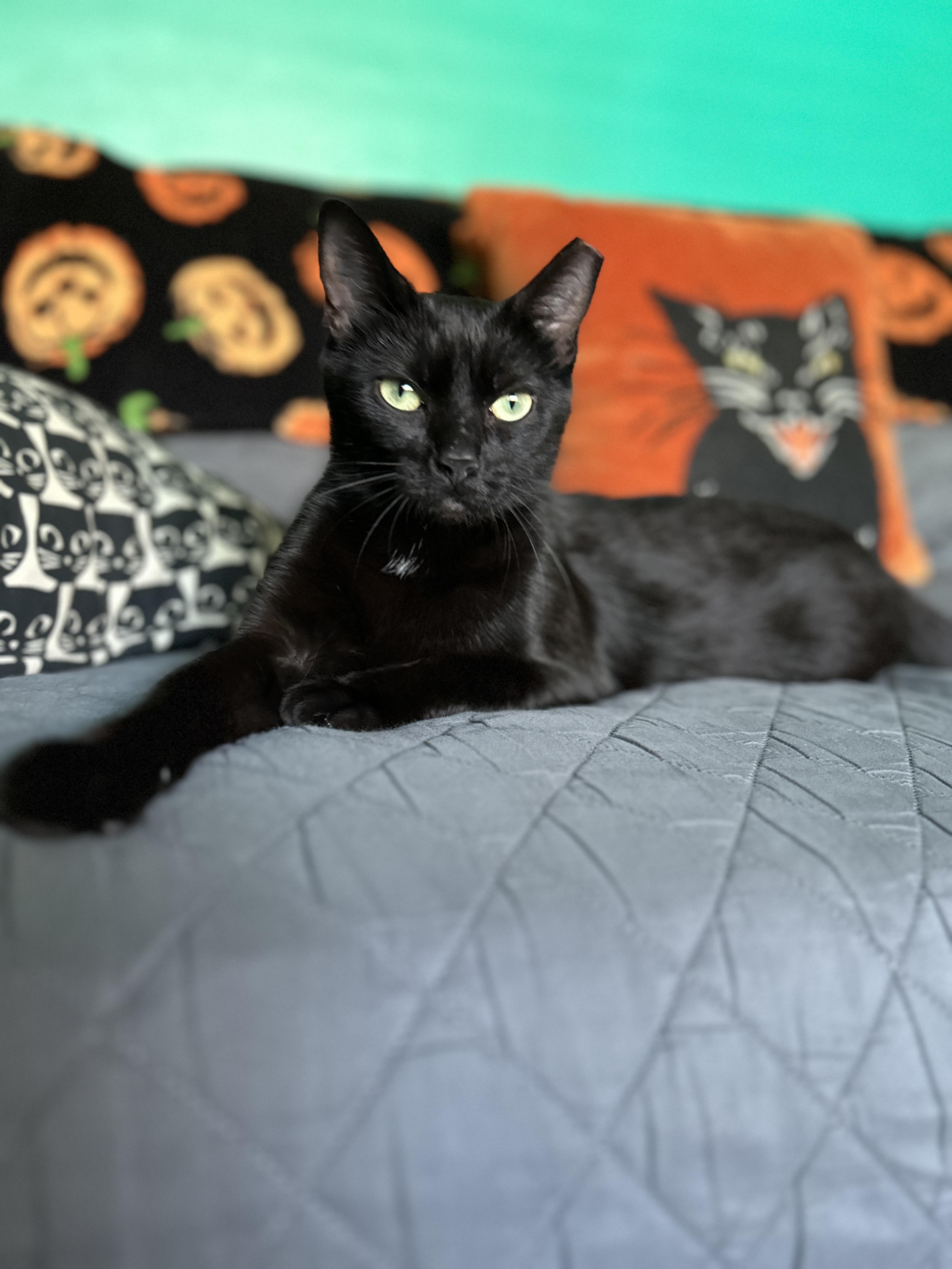 Artemis, a Adopted American Shorthair in Pittsburgh, PA image 1/6