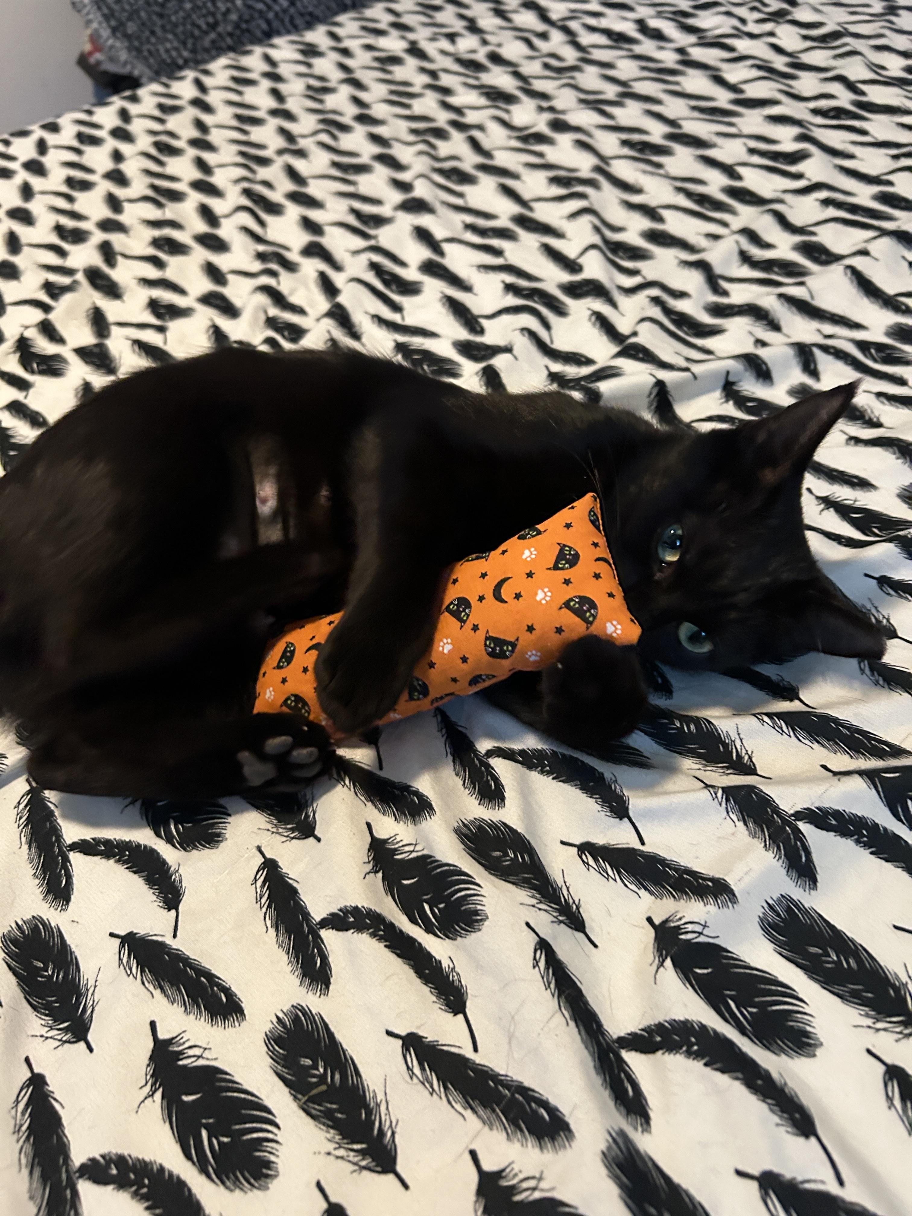 Artemis, a Adopted American Shorthair in Pittsburgh, PA image 3/6