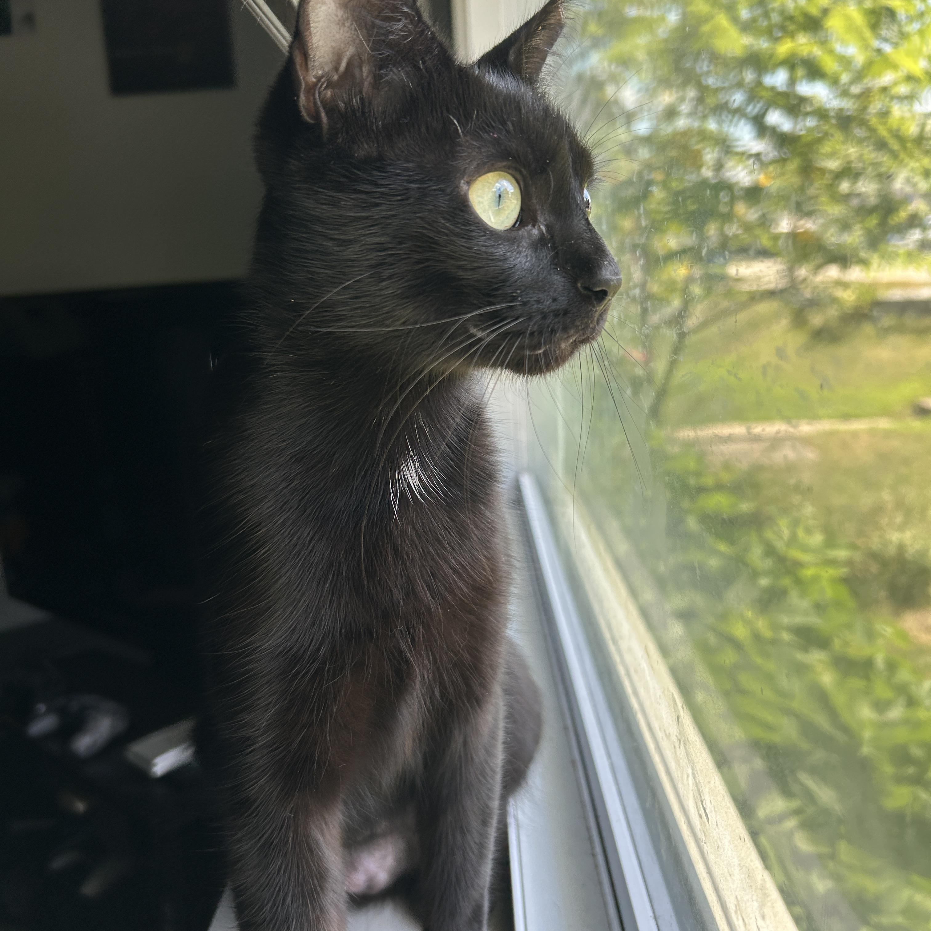 Artemis, a Adopted American Shorthair in Pittsburgh, PA image 6/6