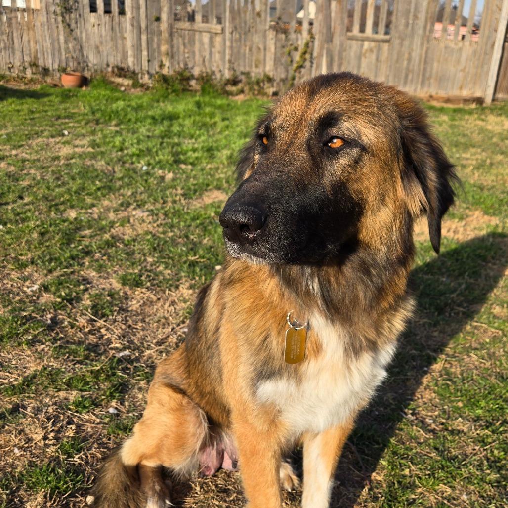 Peggy, Adoptable, Adult Female German Shepherd Dog & Great Pyrenees.