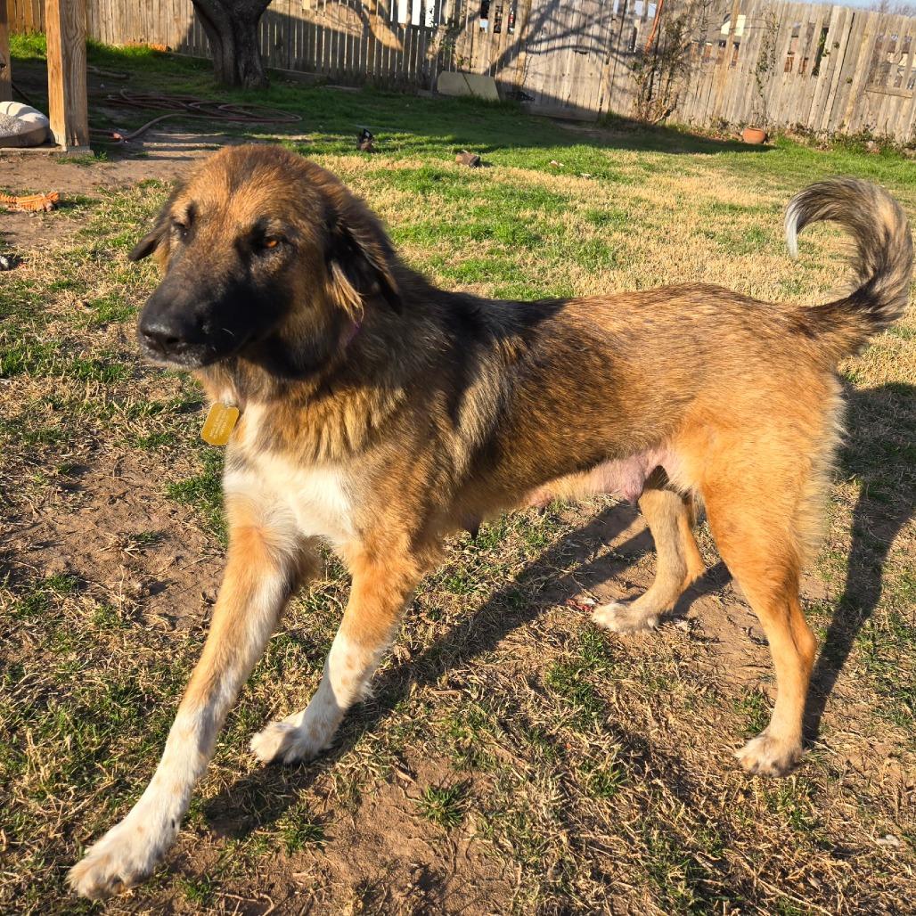 Enlarge Peggy, a Adoptable mixed breed in Flower Mound, TX image 2/2