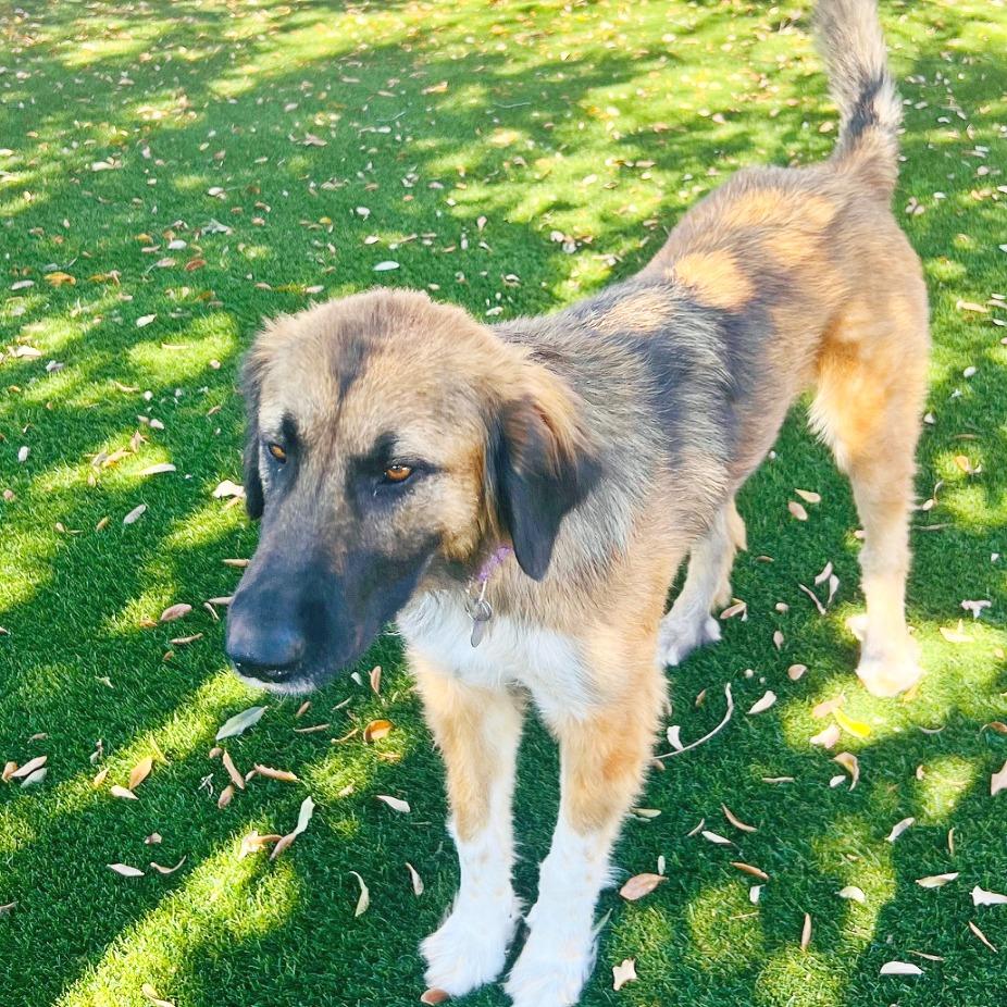 Enlarge Peggy, a Adoptable mixed breed in Flower Mound, TX image 1/4