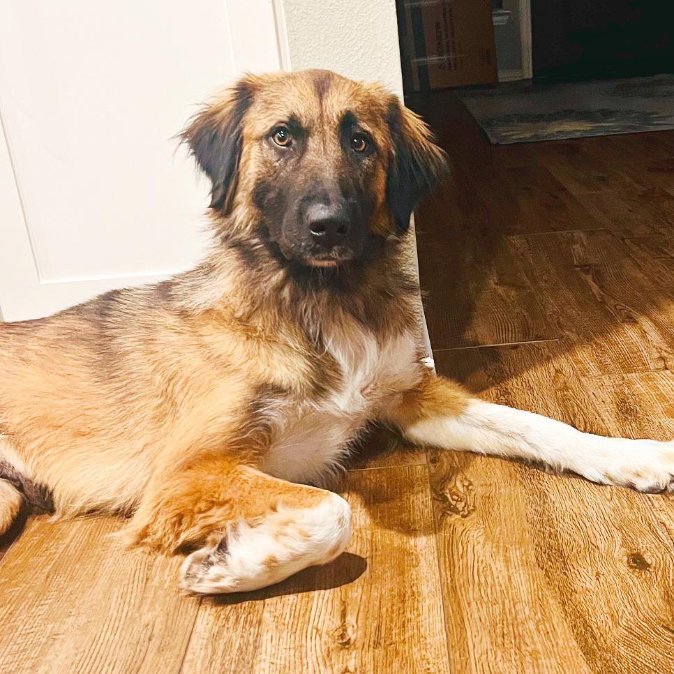 Enlarge Peggy, a Adoptable mixed breed in Flower Mound, TX image 2/4