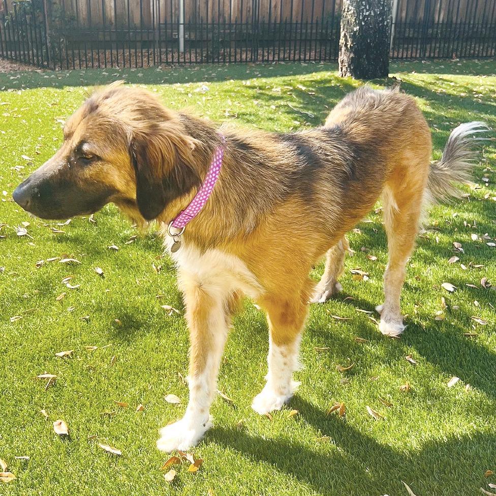 Enlarge Peggy, a Adoptable mixed breed in Flower Mound, TX image 3/4