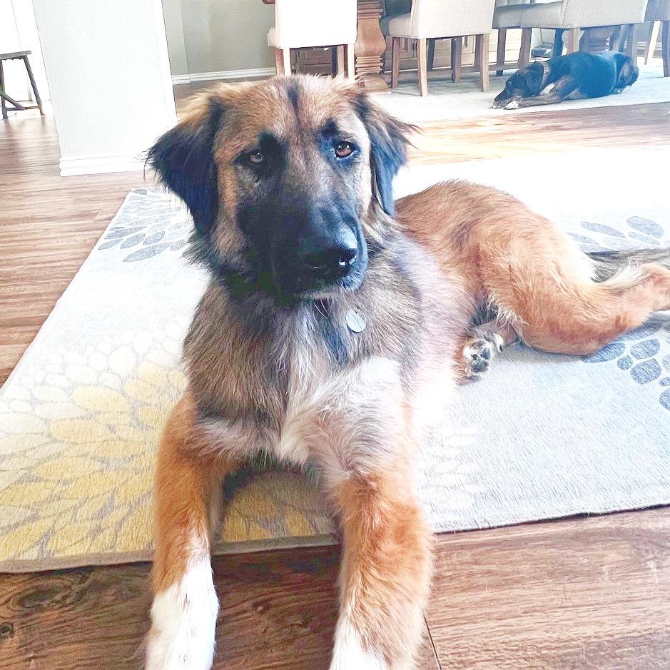 Peggy, Adoptable, Adult Female German Shepherd Dog & Great Pyrenees.