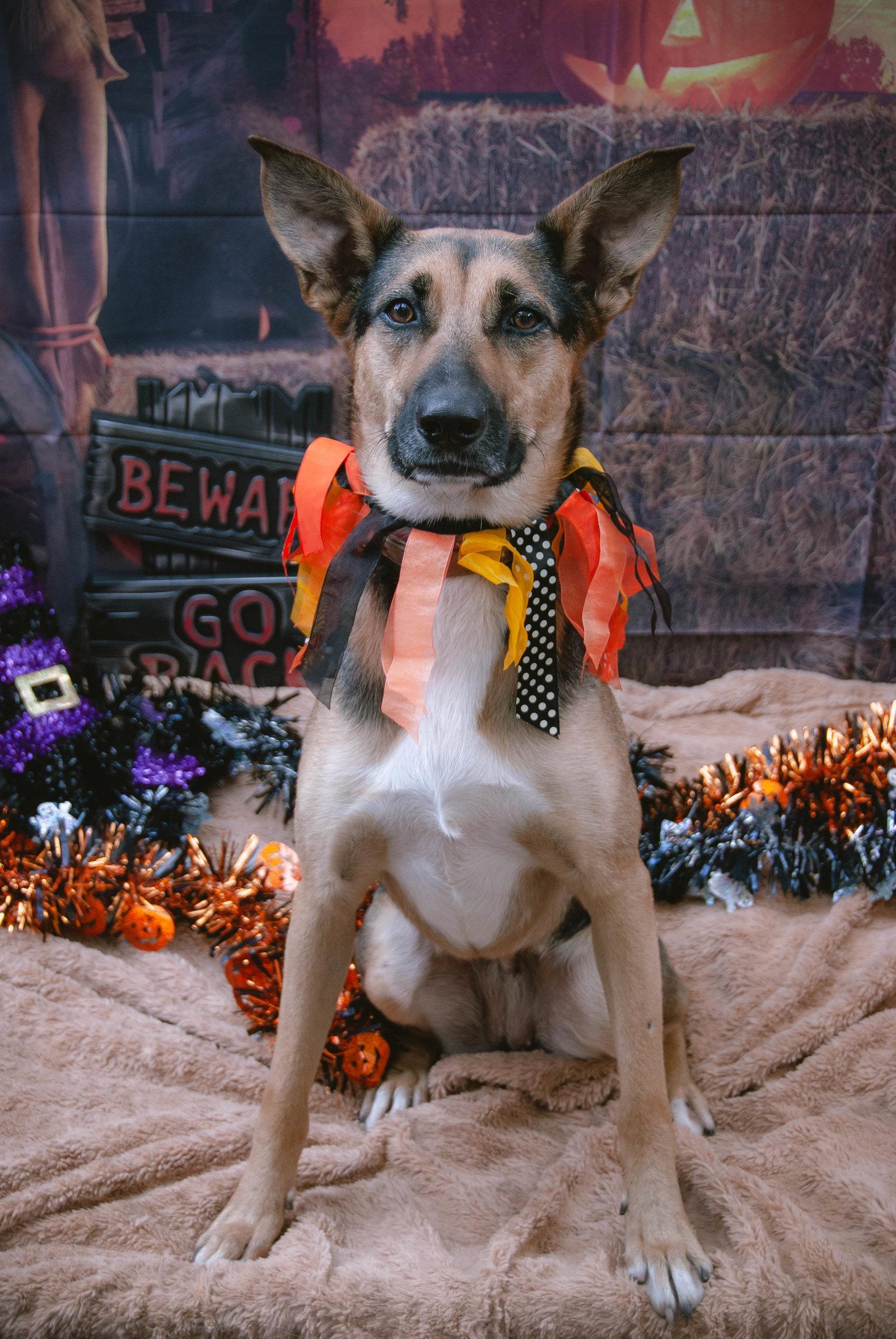 Enlarge Evie, an adopted mixed breed in Weston, MA image 4/4