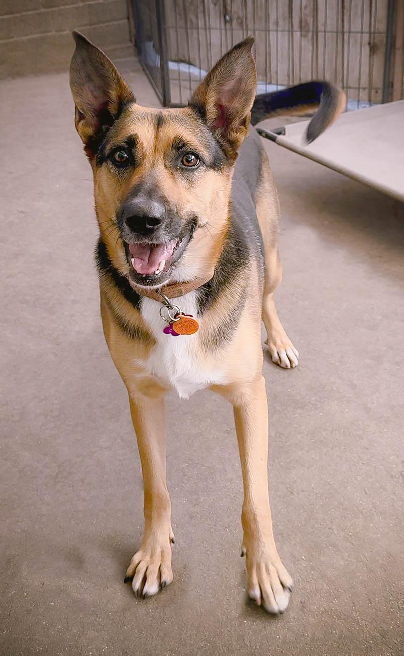 Enlarge Evie, an adopted mixed breed in Weston, MA image 2/4