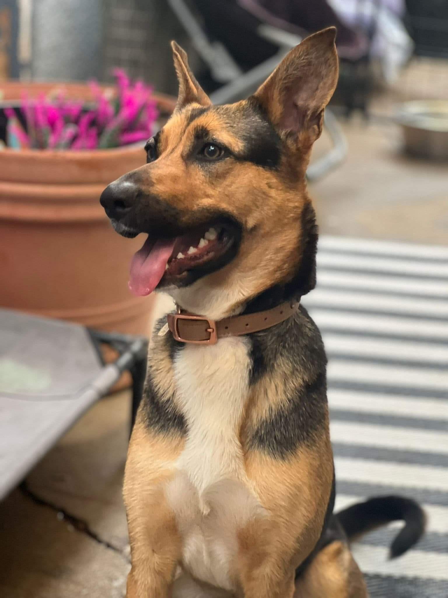 Evie, adopted, Adult Female German Shepherd Dog.
