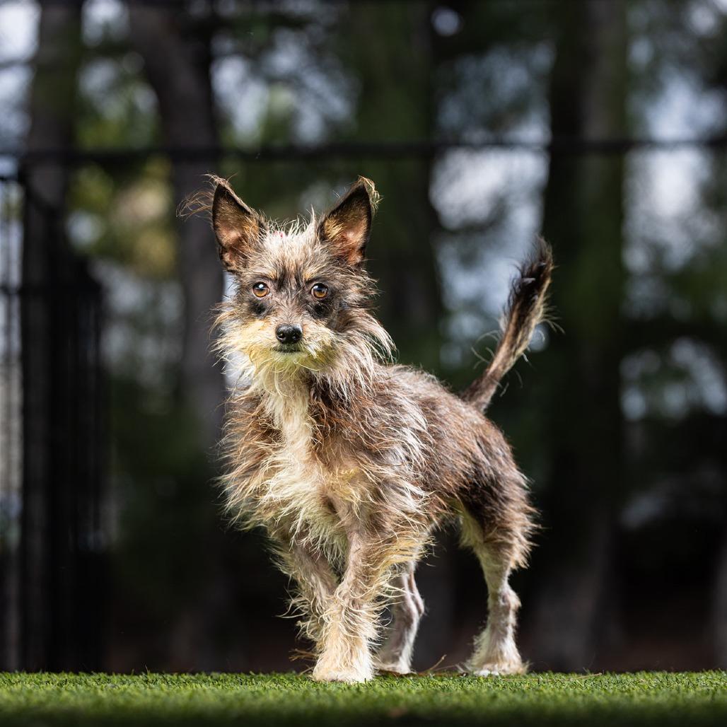 Pretzel — thumbnail 2