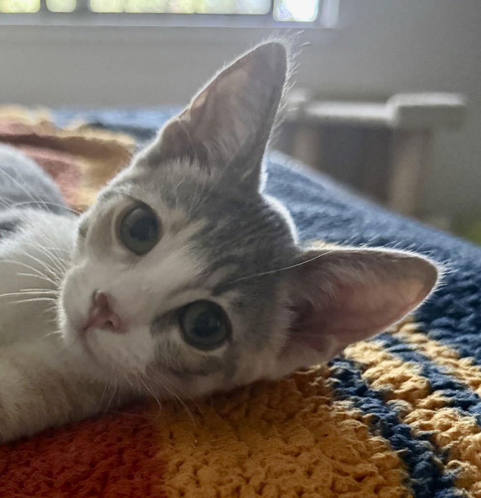 Piper, a Adoptable Domestic Short Hair image 1/3