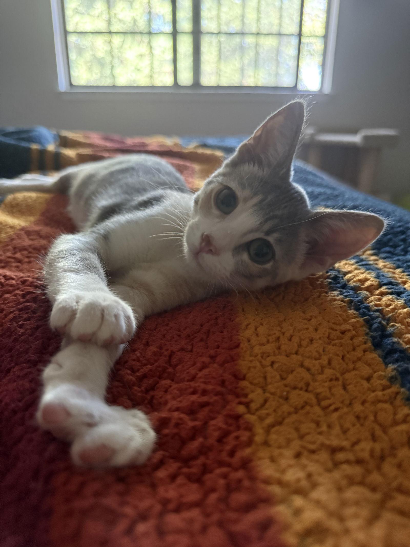 Piper, a Adoptable Domestic Short Hair image 3/3