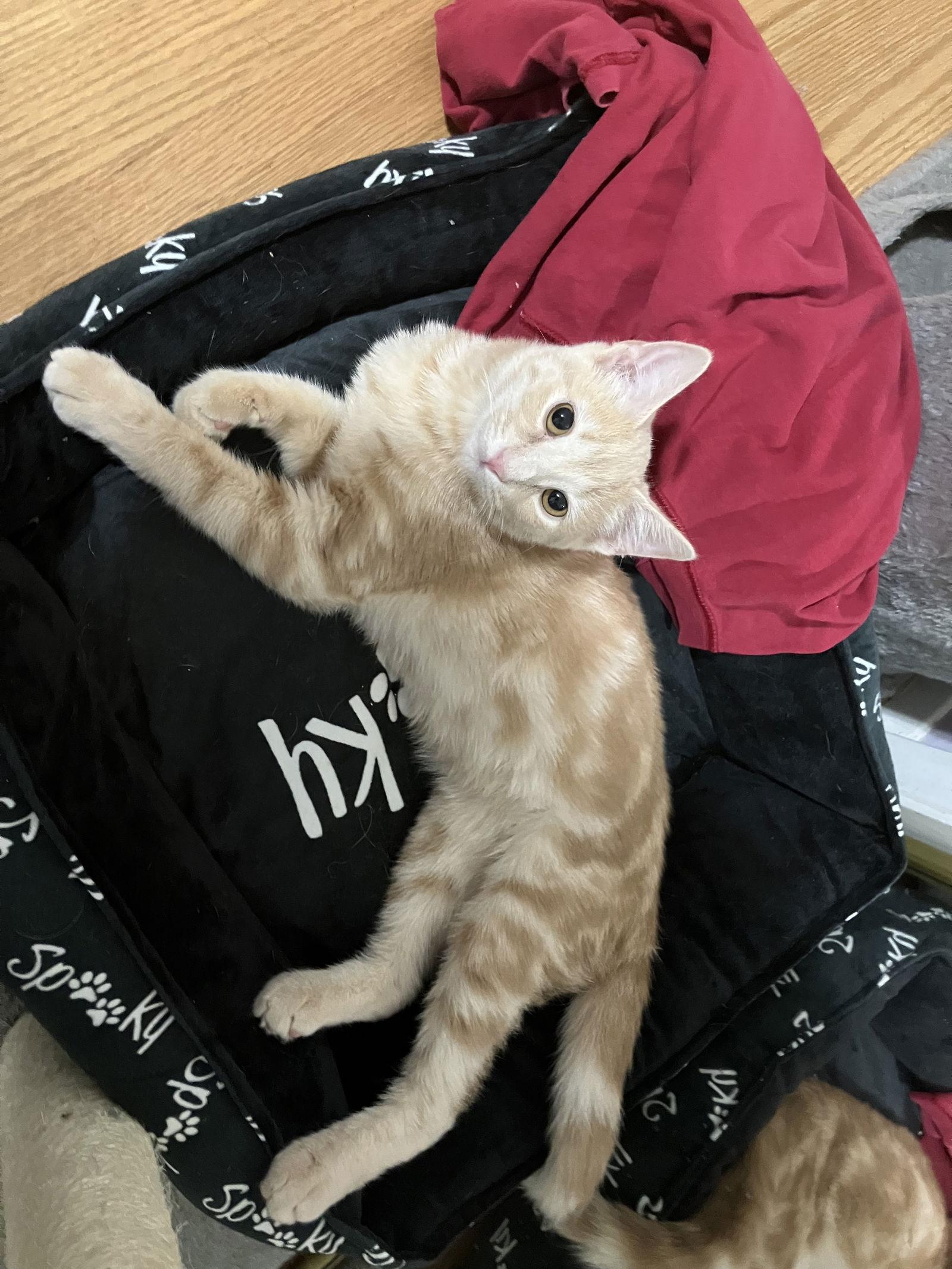 Pancake — thumbnail 2