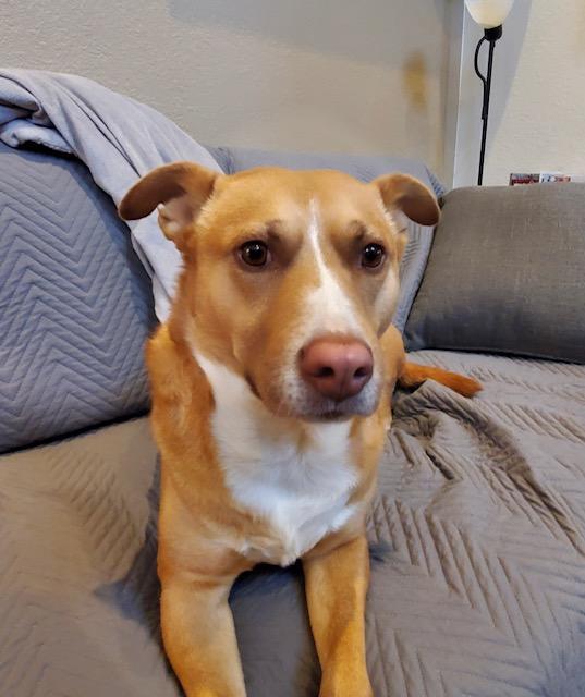 Enlarge Goldie, a Adoptable mixed breed in Littleton, CO image 1/6