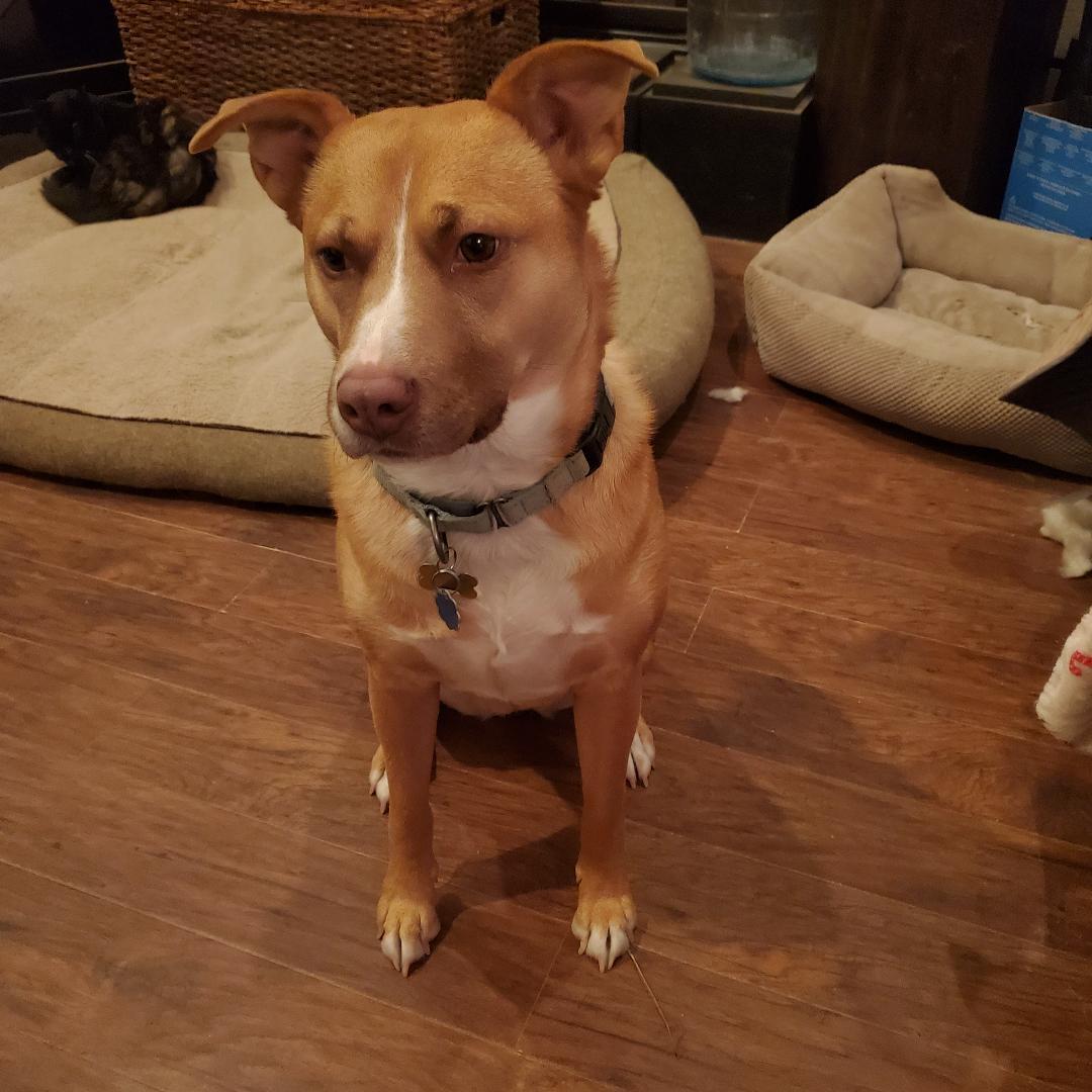 Goldie, a Adoptable mixed breed in Littleton, CO image 5/5