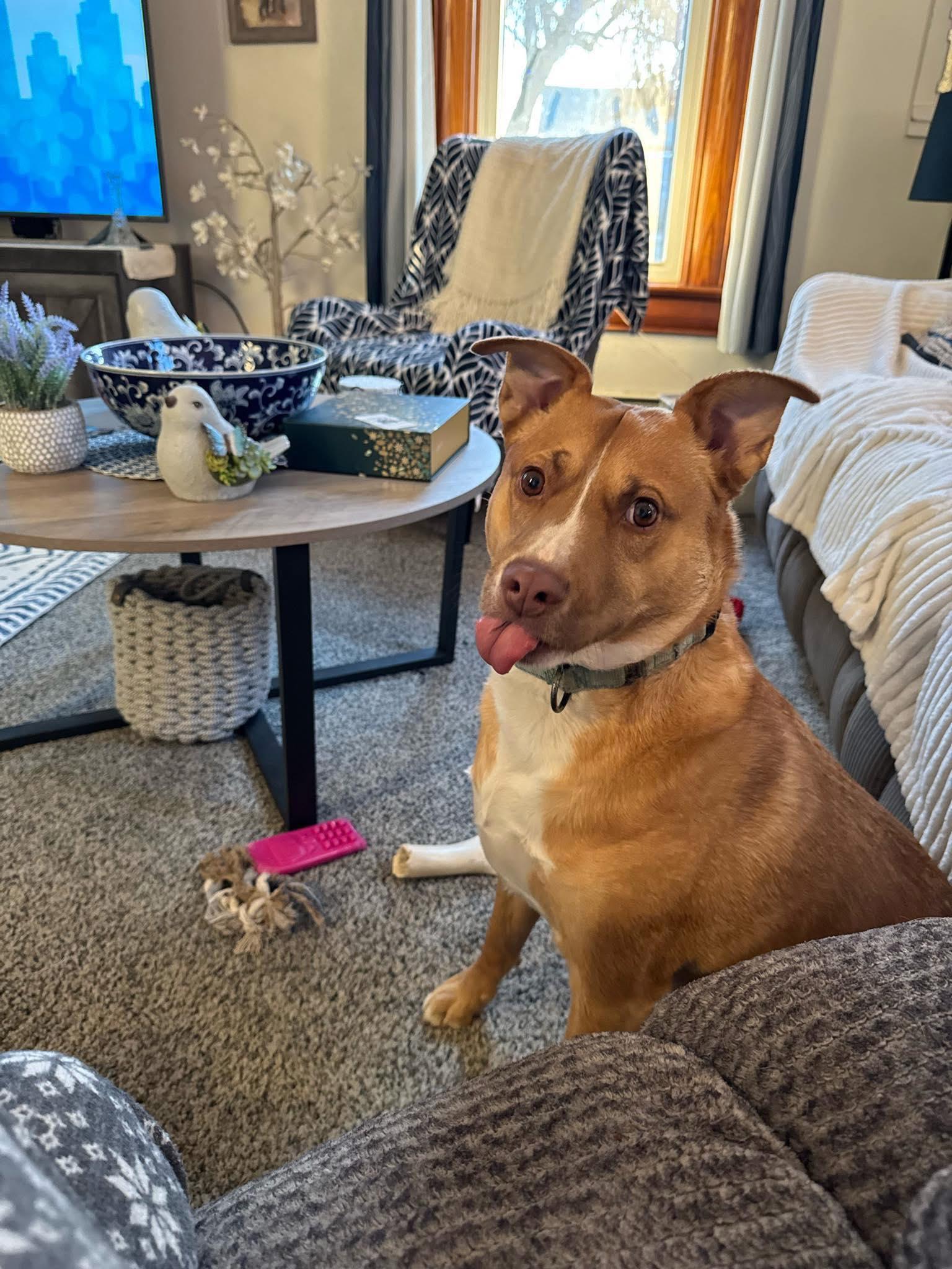 Goldie, Adoptable, Adult Female Labrador Retriever.