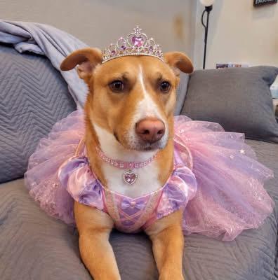 Enlarge Goldie, a Adoptable mixed breed in Littleton, CO image 1/6